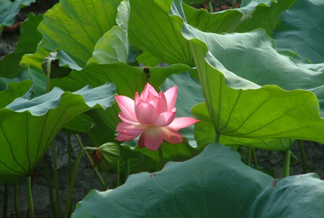 Đóa hoa vô thường หรือ ดอกไม้แห่งรัก