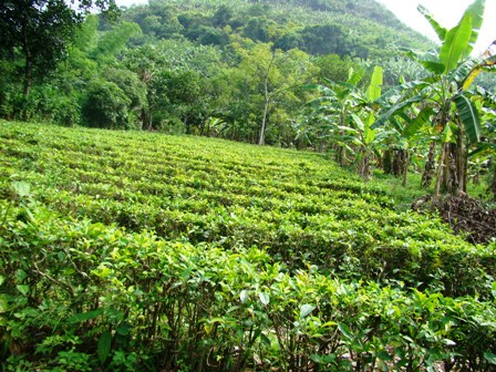 โครงการช่วยเหลือการพัฒนาการเกษตรคาร์บอนต่ำ รวมมูลค่า 84 ล้านเหรียญสหรัฐ