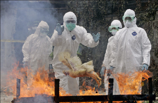 อินโดนีเซียตรวจพบเชื้อไข้หวัดนก H5N1 สายพันธุ์ใหม่