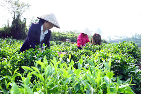 อุสาหกรรมชาเวียดนามยกระดับคุณภาพผลิตภัณฑ์ในปี 2013