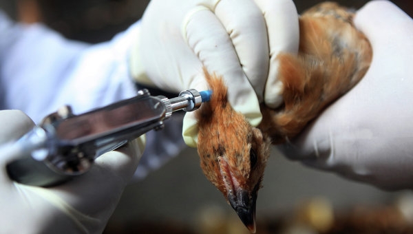 ยอดผู้เสียชีวิตจากไวรัสไข้หวัดนก H7N9 ในจีน เพิ่มขึ้นเป็น 20 คนแล้ว