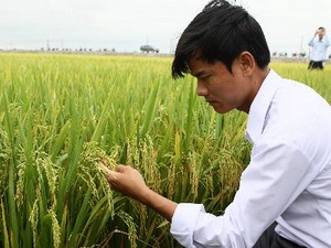 เวียดนามและสถาบันวิจัยข้าวนานาชาติร่วมมือวิจัยพัฒนาอุตสาหกรรมผลิตข้าว