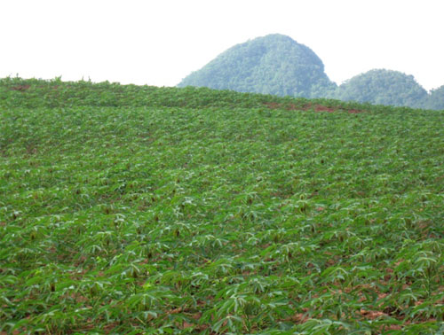 เวียดนามและญี่ปุ่นร่วมมือวิจัยปรับปรุงพันธุ์มันสำปะหลังให้มีผลผลิตสูง