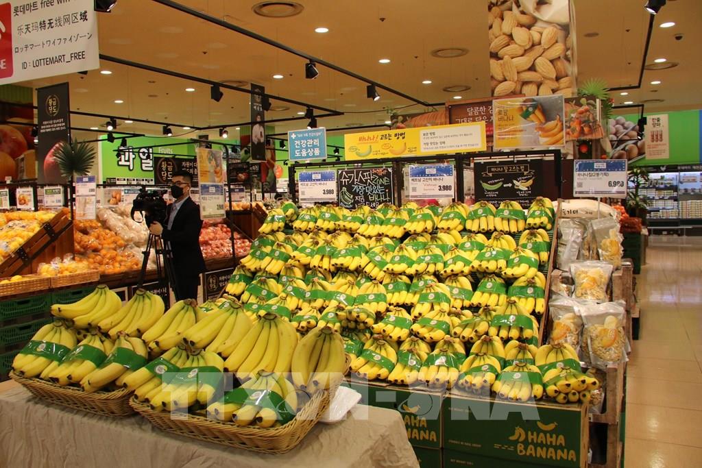 กล้วย LOPANG BANANA ของเวียดนามถูกวางขายในลอตเต้ซุปเปอร์มาร์เก็ต