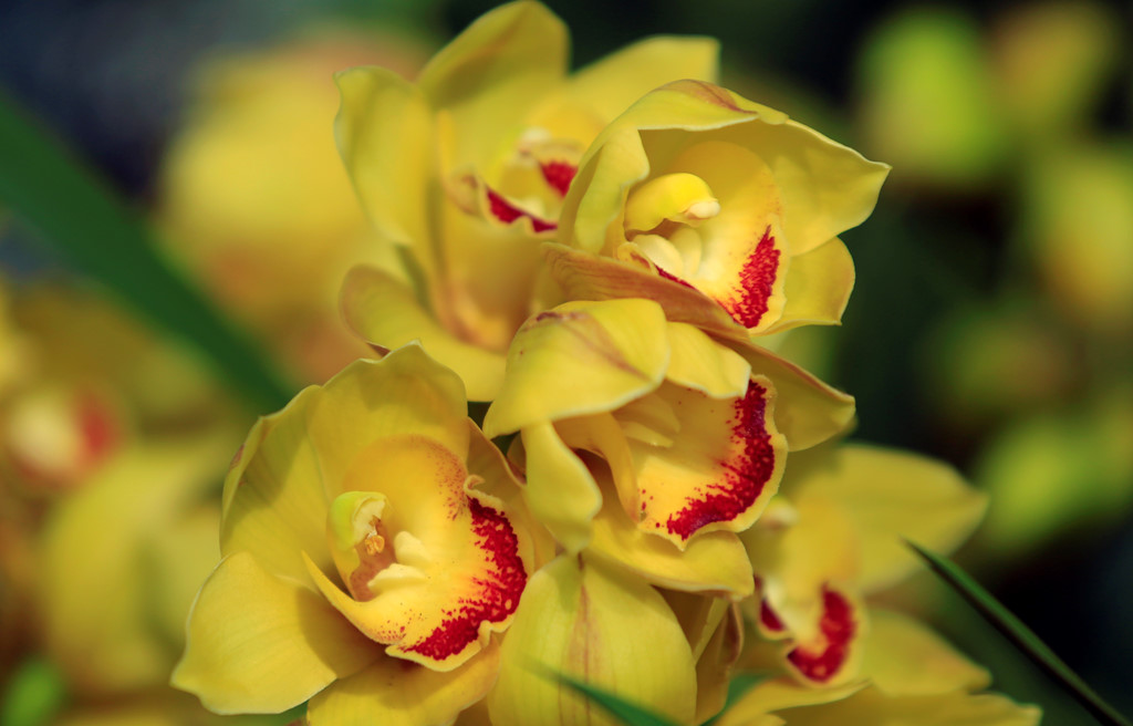 Festival de Orquídeas de Hanoi embellece la práctica noble de la nación