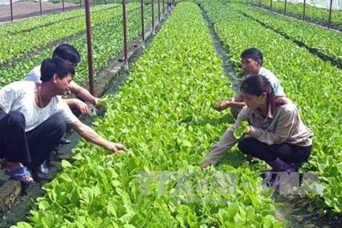 Vietnam por avanzar en la producción agrícola orgánica
