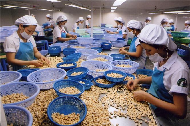 Más medidas de apoyo a las empresas exportadoras de anacardos frente al fraude comercial