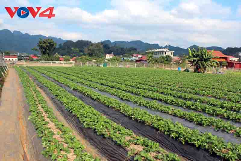 Son La fomenta el desarrollo del agroturismo
