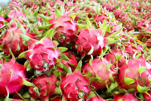 Vietnam factura más de 47 millones de dólares por exportación de pitahaya en 2023