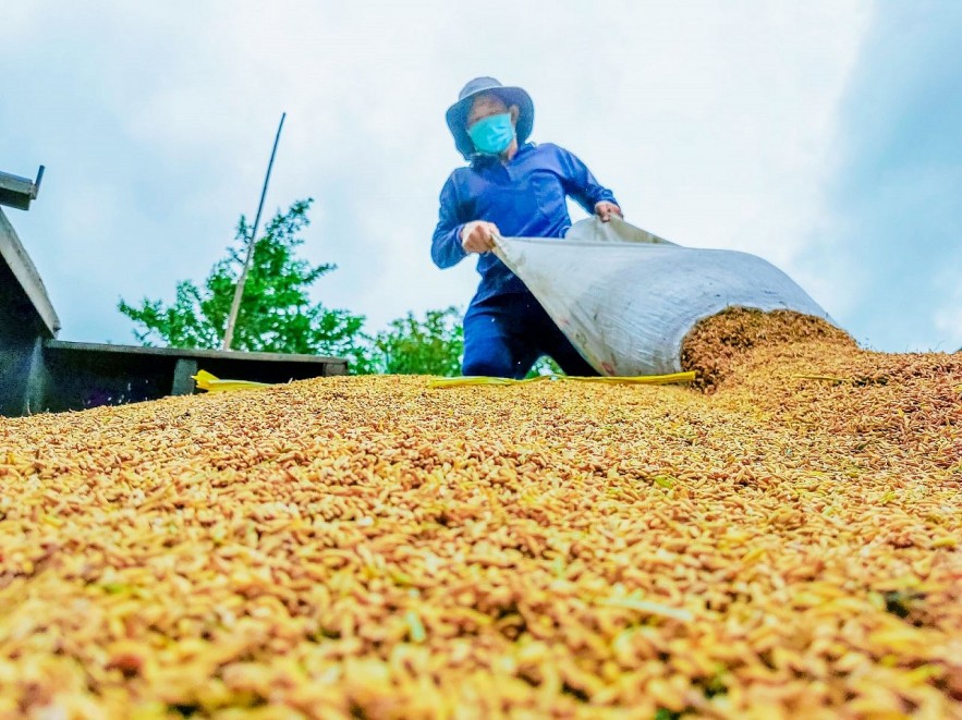 Vietnam totalmente proactivo para garantizar la seguridad alimentaria