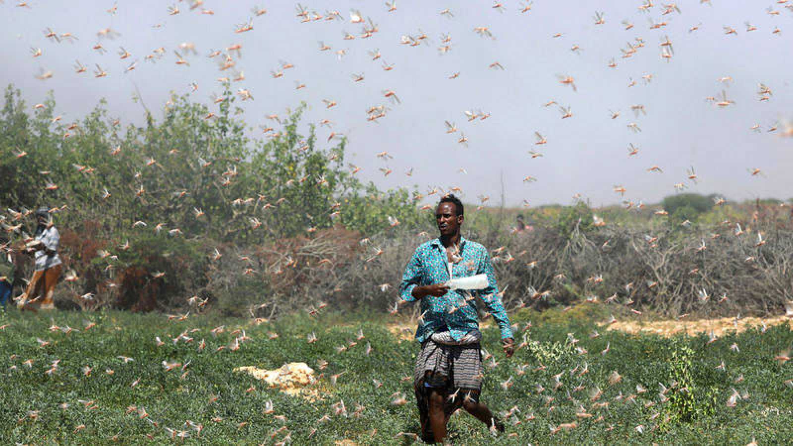 Somalia anuncia “emergencia nacional” por plaga de saltamontes