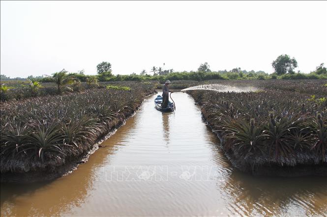 En disminución la salinización en el Delta del Mekong