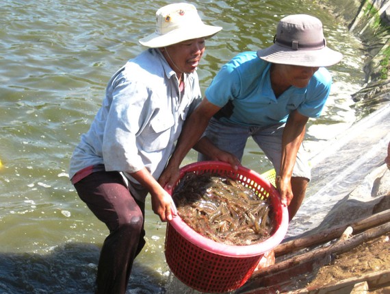 Vietnam por recuperar su mercado de exportación de camarones