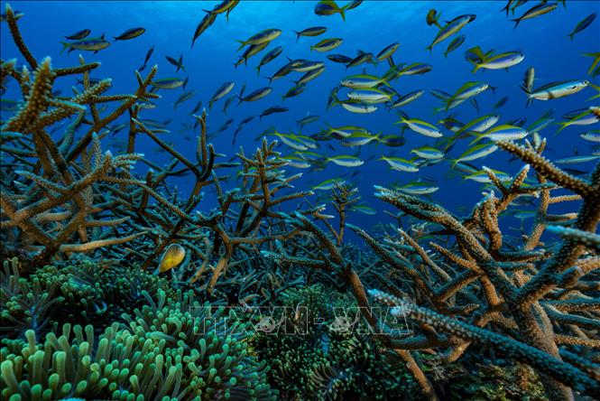 ONU impulsa adopción de tratado para proteger medio ambiente de las aguas internacionales