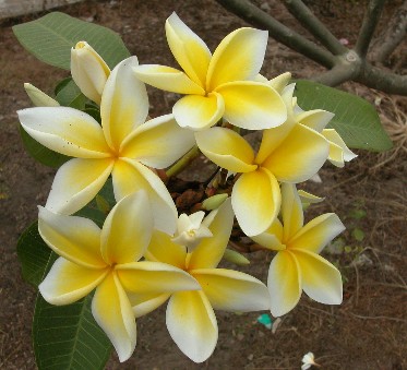 ລາຍການໂອ້ລົມກັບເພື່ອນລາວ