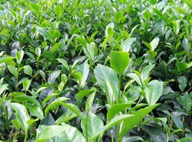 ສ້າງເຄື່ອງໝາຍການຄ້າ ຊາ ຫວຽດນາມ.