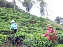 ຍົກສູງມູນຄ່າຜະລິດຕະພັນກະສີກຳຫວຽດນາມ