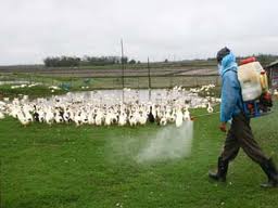 ຜັນຂະຫຍາຍທຸກມາດຕະການເພື່ອ ຄວບຄຸມໂລກໄຂ້ຫວັດສັດປີກ