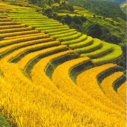 ສັບປະດາວັດທະນະທຳກິລາ - ການທ່ອງທ່ຽວທັດສະນີຍະພາບນາຂັ້ນໄດ