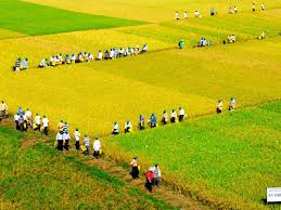 ພັດທະນາຮູບແບບທົ່ງນາຂະໜາດໃຫຍ່ໃນການກໍ່ສ້າງຊົນນະບົດໃໝ່