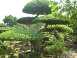 ໝູ່ບ້ານປູກຕົ້ນໄມ້ປະດັບວິເຄ