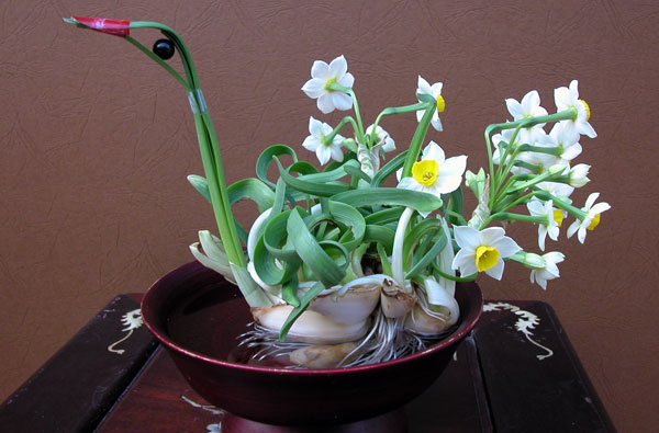 ການຫຼິ້ນດອກແດນໂຟດີໃນຊຸມມື້ບຸນເຕັດຫວຽດນາມ