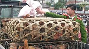 ເພີ່ມທະວີການປ້ອງກັນ, ຄວບຄຸມໄຂ້ຫວັດ A/H5N1, A/H7N9