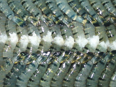 ຄັດຄ້ານກະຊວງການຄ້າ ອາເມລິກາ ກ່ຽວກັບພາສີຕ້ານການຊ່ວຍໜູນລາຄາສຳລັບ ກຸ້ງ ຫວຽດນາມ