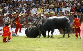 ພິທິປະກາດບຸນຊົນ ຄວາຍແມ່ນມໍລະດົກ ວັດທະນະທຳບໍ່ມີ ຮູບຮ່າງລະດັບຊາດ