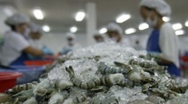 ອາເມລິກາ ບໍ່ຈັດວາງອັດຕາພາສີຕ້ານການອຸດໜູນສຳລັບກຸ້ງຂອງຫວຽດນາມ