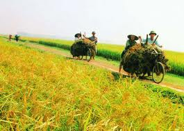 ສ້າງໂຄງປະກອບຂະ ແໜງກະສິກຳຄືນໃໝ່ ຕາມທິດຍົກສູງມູນຄ່າເພີ່ມ