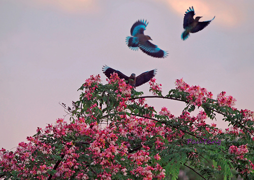 ຄົ້ນຫາປ່າຢູ່ຫວຽດນາມ