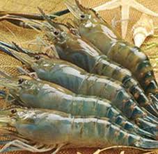 ປີ2013, ການສົ່ງອອກກຸ້ງຂອງຫວຽດນາມບັນລຸ 2,8 ຕື້ USD