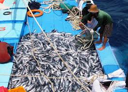 ໜູນຊ່ວຍຊາວປະມົງຫາສິນທະເລໄກຝັ່ງ