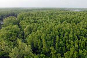 Festivalປ່າທຳອິດຢູ່ຫວຽດນາມຈະຮັບການຈັດຕັ້ງຂຶ້ນໃນທ້າຍປີ2014