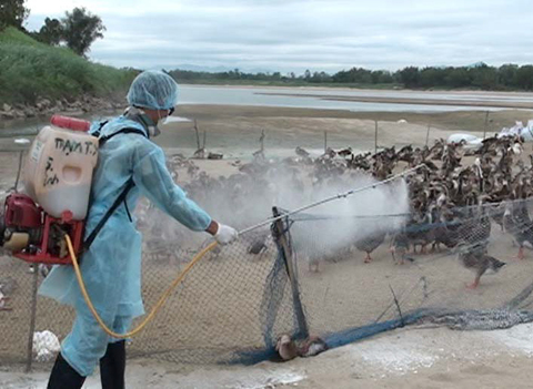 ອົງການອະນາໄມໂລກ ຕັກເຕືອນການປ້ອງກັນ ຕ້ານໂລກໄຂ້ຫວັດ A (H7N9)