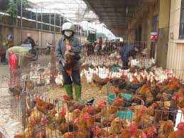 ສະກັດກັ້ນໂລກໄຂ້ຫວັດ A/H7N9 ແຜ່ລາມອອກຢູ່ຫວຽດນາມ