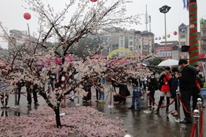 ງານບຸນດອກຄາຍປີ 2014