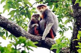 ຫວຽດນາມແລະອາຟຼິກາເພີ່ມທະວີການຮ່ວມມືໃນຂົງເຂດອະນຸລັກຮັກສາຊີວະນາໆພັນ