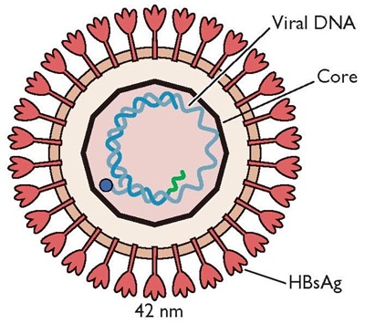 ຫວຽດນາມຕອບສະໜອງວັນສາກົນປ້ອງກັນ,ຕ້ານພະຍາດຕັບ