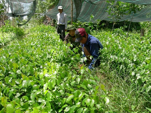 ການເຄື່ອນໄຫວຕ່າງໆຕອບສະໜອງວັນສິ່ງແວດລ້ອມໂລກ