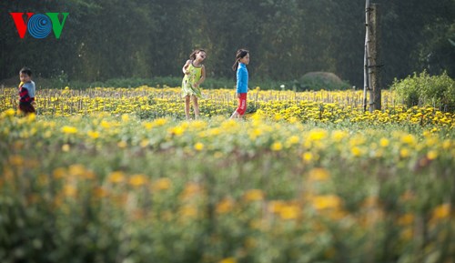 ໝູ່ບ້ານດອກໄມ້ຟຸ໋ເມົ້າ