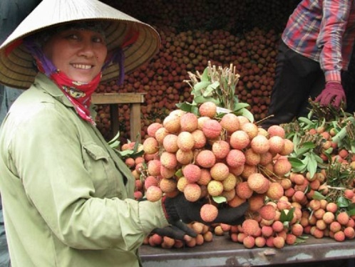 ໝາກລິ້ນຈີ່ຫວຽດນາມກ່ວາ13.000ໂຕນໄດ້ສົ່ງເຖິງຈີນຜ່ານດ່ານຊາຍແດນລາວກາຍ