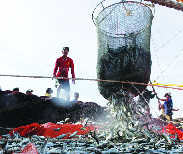 ຍົກສູງກຳລັງແກ້ງແຍ້ງໃຫ້ແກ່ສິນໃນນ້ຳຫວຽດນາມ