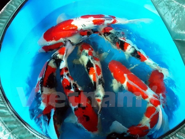 ແຂວງຫວີງລອງຮ່ວມມືກັບວິສາຫະກິດອິດສະຣາແອນໃນດ້ານກະສິກຳເຕັກໂນໂລຢີສູງ