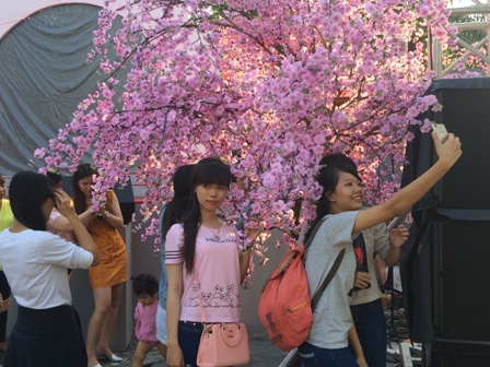 ໄຂງານບຸນດອກຊາກຸຣະປີ2016ຢູ່ນະຄອນໂຮ່ຈິປີນ