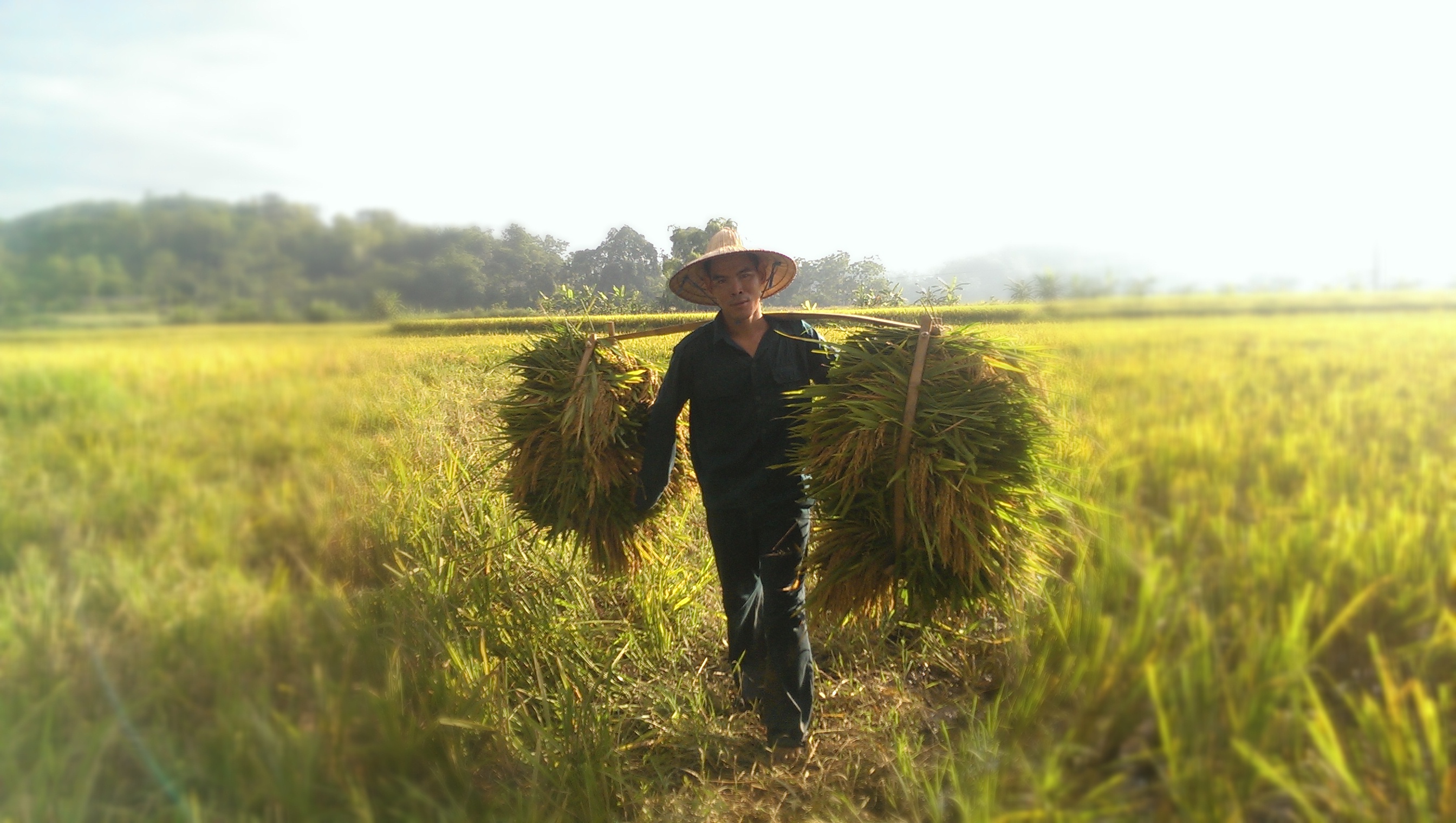 ລະດູການເກັບກ່ຽວ